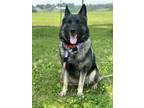 Adopt Lola a Black Norwegian Elkhound / Mixed dog in Danville, PA (38604695)