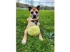 Adopt Python a Brown/Chocolate Mixed Breed (Large) / Mixed dog in Danville