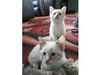 Adopt DD's #3&4 (Unbonded Twins) a Cream or Ivory (Mostly) Siamese / Mixed