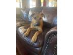 Adopt Bodie a Brown/Chocolate - with Black Mutt / Mutt / Mixed dog in Santa Fe