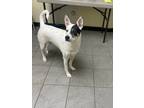 Adopt Ceelie a White Mixed Breed (Large) / Mixed dog in Syracuse, NY (41296537)