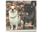 Adopt Precious~23/24-0292d a Black Beagle / Mixed Breed (Medium) / Mixed (short