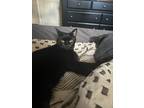 Adopt Clarice a All Black Domestic Shorthair / Mixed (short coat) cat in Linden