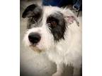 Adopt Scottie a White - with Black Mixed Breed (Medium) / Border Collie / Mixed
