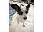 Adopt Lola a White - with Black Mixed Breed (Small) / Rat Terrier / Mixed dog in