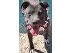 Adopt Faith* a Brown/Chocolate American Staffordshire Terrier dog in Kingman
