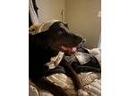 Adopt Ozzy a Black - with White Labrador Retriever / Mixed dog in Columbia