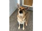 Adopt Piper a Black German Shepherd Dog / Mixed dog in Penn Yan, NY (41301016)