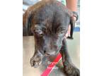 Adopt BRYNN a Brindle Mixed Breed (Medium) / Mixed dog in Greenville