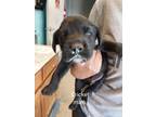 Adopt CRICKET a Black Mixed Breed (Medium) / Mixed dog in Greenville
