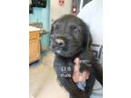 Adopt LIL B a Black Mixed Breed (Medium) / Mixed dog in Greenville