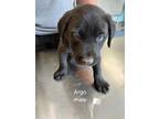 Adopt ARGO a Black Mixed Breed (Medium) / Mixed dog in Greenville, GA (41301002)