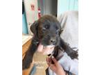 Adopt BECKHAM a Black Mixed Breed (Medium) / Mixed dog in Greenville