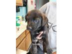 Adopt SELENA a Black Mixed Breed (Medium) / Mixed dog in Greenville