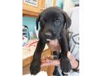 Adopt VIXEN a Black Mixed Breed (Medium) / Mixed dog in Greenville
