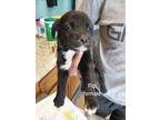 Adopt PIP a Black Mixed Breed (Medium) / Mixed dog in Greenville, GA (41300995)