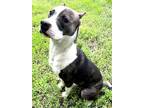 Adopt Milo a Black - with White Boxer / American Pit Bull Terrier / Mixed dog in