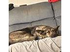 Adopt Bella a Brown/Chocolate - with Black Mutt / Mixed dog in Fredericksburg