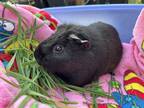 Adopt Biscuit a Guinea Pig small animal in Victoria, BC (41167613)