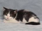 Adopt MOLLY a All Black Domestic Mediumhair / Mixed (medium coat) cat in