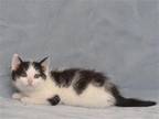 Adopt LENNY a White Domestic Mediumhair / Mixed (medium coat) cat in Oroville