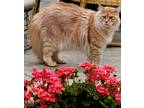 Adopt Howard a Orange or Red Maine Coon / Mixed (medium coat) cat in Corona