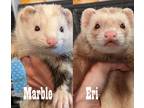 Adopt Marble & Eri a Brown or Chocolate Ferret small animal in Phoenix