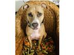 Adopt Nala a Tan/Yellow/Fawn - with White Boxer dog in Dallas, TX (40524923)