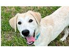 Adopt Lauren's Gems: Levi a White Labrador Retriever dog in Dallas