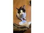 Adopt Spencer a Black & White or Tuxedo Domestic Mediumhair / Mixed (medium