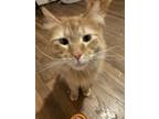 Adopt Simba and cheddar a Orange or Red American Shorthair / Mixed (medium coat)