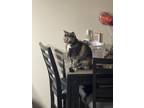 Adopt Gaia a Tortoiseshell Domestic Mediumhair (medium coat) cat in Sanford