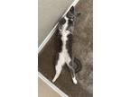 Adopt Stevie a Gray or Blue (Mostly) Domestic Shorthair / Mixed (short coat) cat
