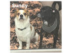 Adopt Sunny~23/24-0292c a White Beagle / Mixed Breed (Medium) / Mixed (short