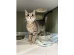 Adopt Petal a Gray or Blue Domestic Shorthair / Domestic Shorthair / Mixed cat