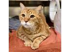 Adopt Anvil a Orange or Red Domestic Shorthair / Domestic Shorthair / Mixed cat