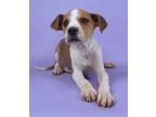 Adopt Darius a White Fox Terrier (Smooth) / Border Collie / Mixed dog in Morton