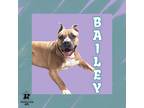 Adopt Bailey a Tan/Yellow/Fawn Mixed Breed (Small) / Mixed Breed (Medium) /