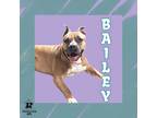 Adopt Bailey a Tan/Yellow/Fawn Mixed Breed (Large) / Mixed dog in Ashtabula