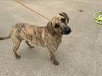 Adopt Tigeress a Brindle Hound (Unknown Type) / Mixed dog in Huntsville