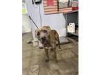 Adopt Carter a Brown/Chocolate Mixed Breed (Large) / Mixed dog in Georgetown
