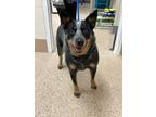 Adopt Frannie a Gray/Blue/Silver/Salt & Pepper Australian Cattle Dog / Mixed dog