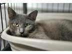 Adopt Chappell a Gray or Blue Domestic Shorthair / Domestic Shorthair / Mixed