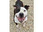 Adopt Gummy Bear a White American Staffordshire Terrier / Mixed dog in