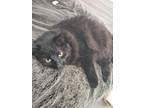 Adopt Jasper a All Black Bombay / Mixed (medium coat) cat in Hoschton