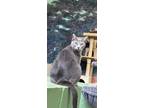 Adopt Elenor a Gray or Blue Domestic Shorthair / Domestic Shorthair / Mixed cat