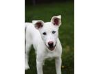 Adopt Orion a White Husky / Mixed dog in Battle Creek, MI (40866006)