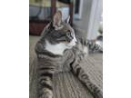 Adopt King Boo a Gray, Blue or Silver Tabby American Shorthair / Mixed (short