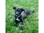 Adopt Mitchell Leilani a Black - with White Labrador Retriever dog in