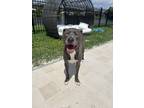 Adopt Obi a Gray/Silver/Salt & Pepper - with White Mutt / Mixed dog in Coral